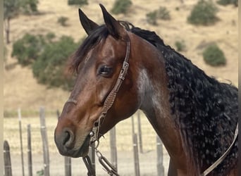Friesian horses, Gelding, 10 years, 15 hh, Roan-Bay