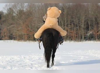 Friesian horses Mix, Gelding, 10 years, 15,1 hh, Black