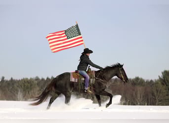 Friesian horses Mix, Gelding, 10 years, 15,1 hh, Black