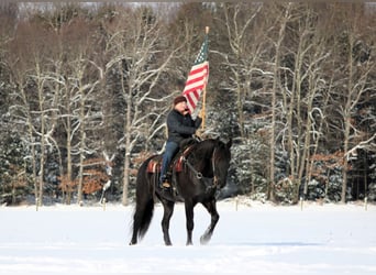 Friesian horses Mix, Gelding, 10 years, 15,1 hh, Black
