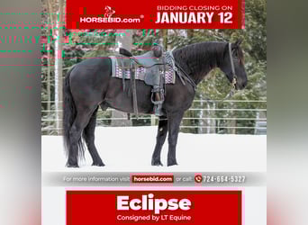 Friesian horses Mix, Gelding, 10 years, 15,1 hh, Black