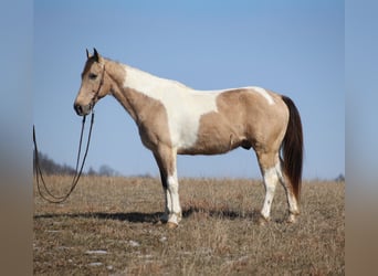 Friesian horses, Gelding, 10 years, 15,3 hh, Tobiano-all-colors