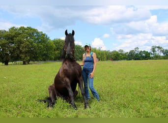 Friesian horses, Gelding, 10 years, 16.1 hh, Black