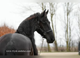 Friesian horses, Gelding, 10 years, 16.1 hh, Black