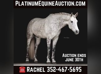 Friesian horses, Gelding, 10 years, 16.1 hh, Gray