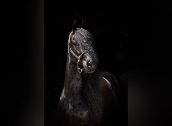 Friesian horses, Gelding, 10 years, 16.3 hh, Black