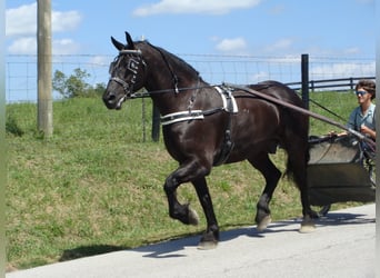 Friesian horses, Gelding, 10 years, 16.3 hh, Black