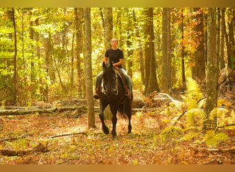 Friesian horses, Gelding, 10 years, 16.3 hh, Black