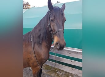 Friesian horses Mix, Gelding, 10 years, 16 hh, Bay-Dark