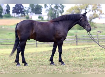 Friesian horses Mix, Gelding, 10 years, 16 hh, Bay