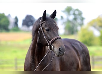 Friesian horses Mix, Gelding, 10 years, 16 hh, Bay