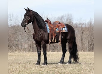 Friesian horses, Gelding, 10 years, 16 hh, Black