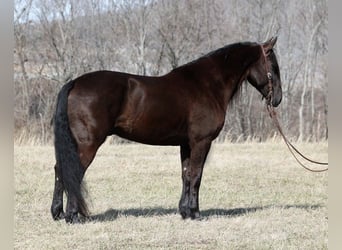 Friesian horses, Gelding, 10 years, 16 hh, Black