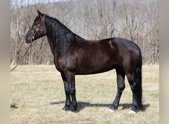 Friesian horses, Gelding, 10 years, 16 hh, Black