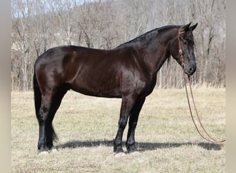 Friesian horses, Gelding, 10 years, 16 hh, Black