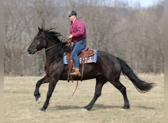 Friesian horses, Gelding, 10 years, 16 hh, Black