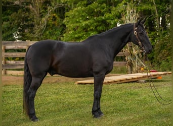 Friesian horses Mix, Gelding, 10 years, 16 hh, Black