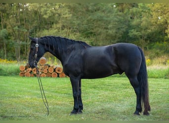 Friesian horses Mix, Gelding, 10 years, 16 hh, Black