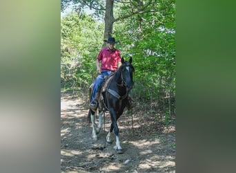 Friesian horses, Gelding, 10 years, 16 hh, Tobiano-all-colors