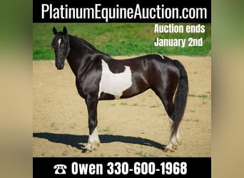 Friesian horses, Gelding, 10 years, 16 hh, Tobiano-all-colors