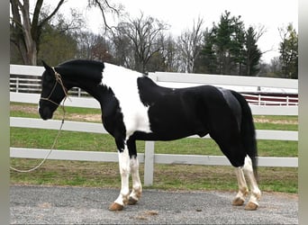 Friesian horses, Gelding, 10 years, 16 hh, Tobiano-all-colors