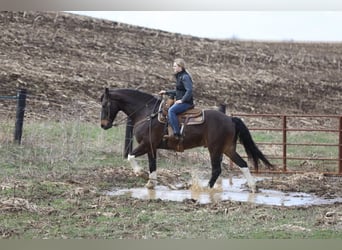 Friesian horses, Gelding, 10 years, 16,1 hh, Tobiano-all-colors
