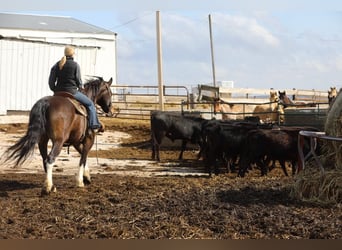 Friesian horses, Gelding, 10 years, 16,1 hh, Tobiano-all-colors