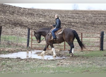 Friesian horses, Gelding, 10 years, 16,1 hh, Tobiano-all-colors