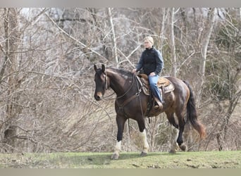 Friesian horses, Gelding, 10 years, 16,1 hh, Tobiano-all-colors