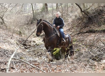 Friesian horses, Gelding, 10 years, 16,1 hh, Tobiano-all-colors