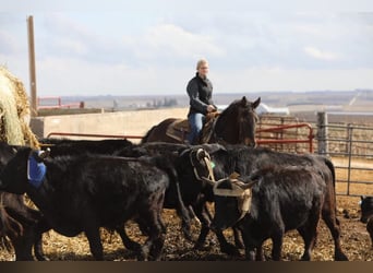 Friesian horses, Gelding, 10 years, 16,1 hh, Tobiano-all-colors