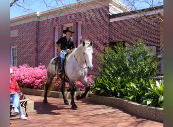 Friesian horses Mix, Gelding, 10 years, 16,2 hh, Grey