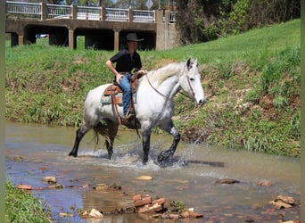 Friesian horses Mix, Gelding, 10 years, 16,2 hh, Grey