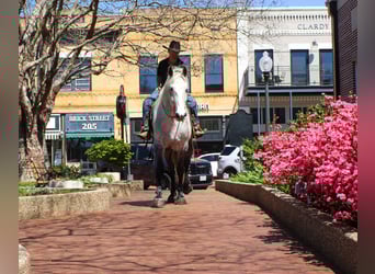 Friesian horses Mix, Gelding, 10 years, 16,2 hh, Grey