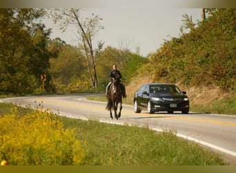 Friesian horses, Gelding, 10 years, 16,3 hh, Black