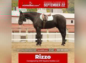 Friesian horses Mix, Gelding, 10 years, 16,3 hh, Black