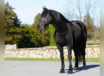 Friesian horses Mix, Gelding, 10 years, Black