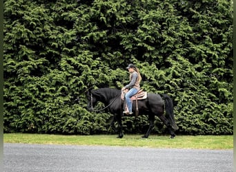 Friesian horses Mix, Gelding, 10 years, Black