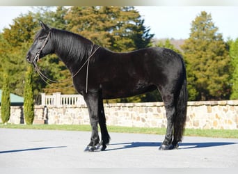 Friesian horses Mix, Gelding, 10 years, Black