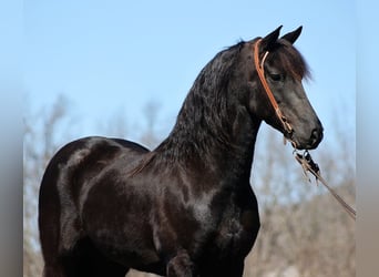 Friesian horses, Gelding, 10 years, Black