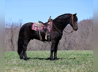 Friesian horses, Gelding, 10 years, Black