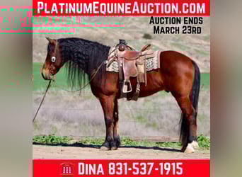 Friesian horses, Gelding, 11 years, 15.1 hh, Bay