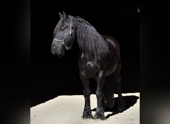 Friesian horses, Gelding, 11 years, 15.2 hh, Black