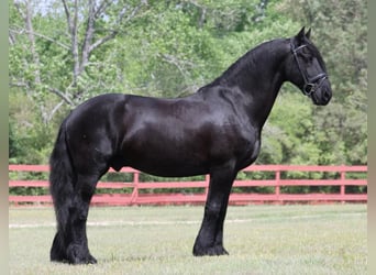 Friesian horses, Gelding, 11 years, 15.2 hh, Black