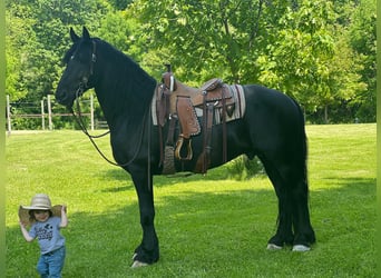 Friesian horses, Gelding, 11 years, 15.3 hh, Black