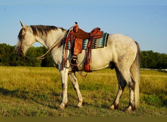 Friesian horses Mix, Gelding, 11 years, 15.3 hh, Gray