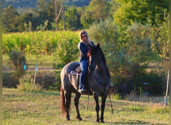 Friesian horses Mix, Gelding, 11 years, 15,3 hh, Roan-Blue