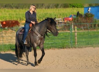 Friesian horses Mix, Gelding, 11 years, 15,3 hh, Roan-Blue