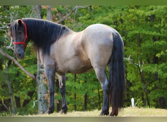 Friesian horses Mix, Gelding, 11 years, 15,3 hh, Roan-Blue