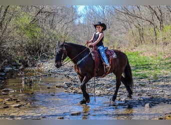 Friesian horses, Gelding, 11 years, 15 hh, Bay